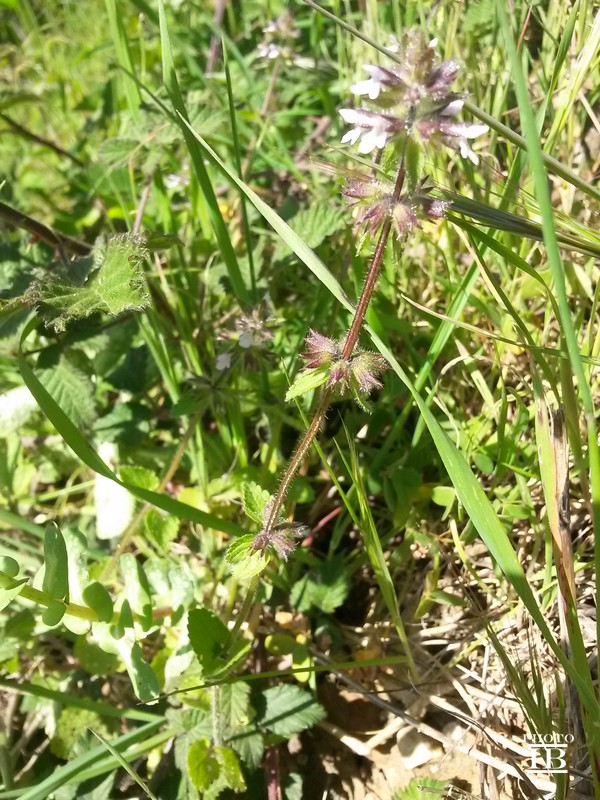 Stachys arvensis